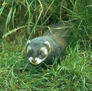 ferret1.jpg
